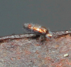 Lepidocyrtus fimicolus