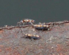Lepidocyrtus fimicolus