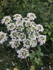 Heracleum sphondylium