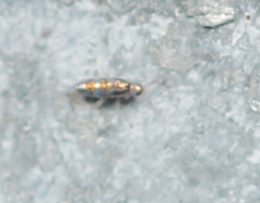 Lepidocyrtus fimicolus
