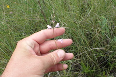 Physostegia godfreyi