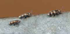 Lepidocyrtus fimicolus