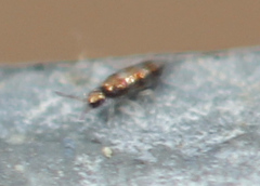 Lepidocyrtus fimicolus