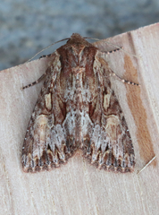 Apamea antennata