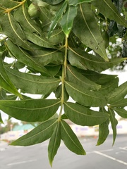 Azadirachta