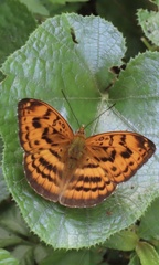 Abrota ganga formosana