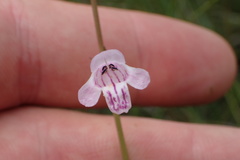 Physostegia godfreyi