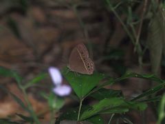 Mycalesis horsfieldi