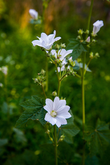 Malva preissiana