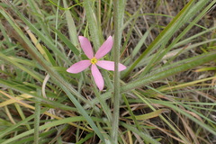Sabatia campanulata