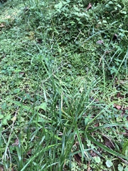 Aniselytron agrostoides