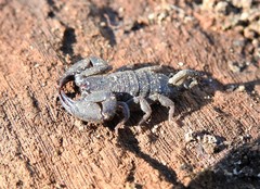 Hormurus
