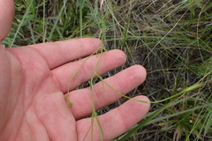 Sabatia campanulata