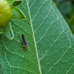 Graphocephala coccinea