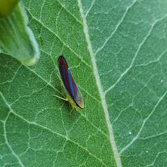 Graphocephala coccinea