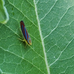 Graphocephala coccinea
