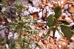 Santalum spicatum