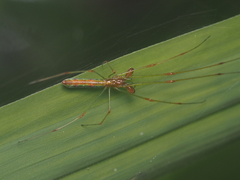 Tetragnatha hasselti
