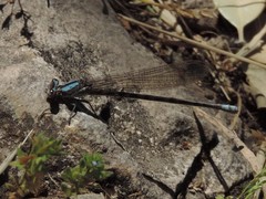 Argia immunda