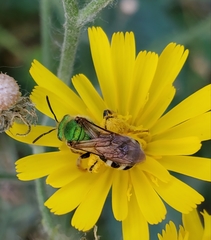 Agapostemon virescens
