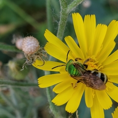Agapostemon virescens