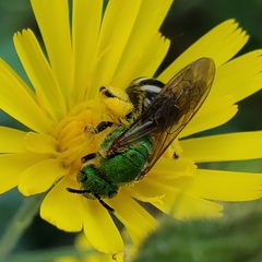 Agapostemon virescens