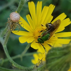 Agapostemon virescens