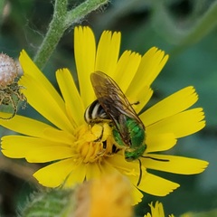 Agapostemon virescens