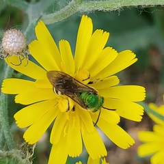 Agapostemon virescens