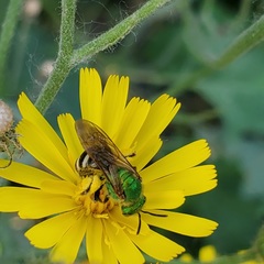 Agapostemon virescens