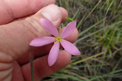 Sabatia campanulata
