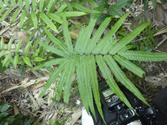 Amblovenatum terminans