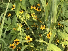 Rudbeckiinae