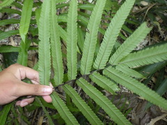 Amblovenatum terminans