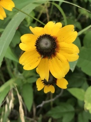 Rudbeckiinae