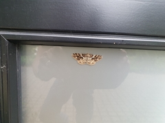 Peribatodes secundaria