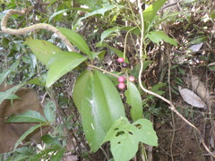 Ardisia humilis
