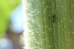 Linepithema humile