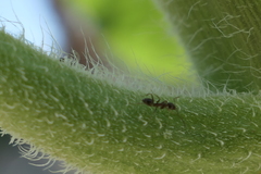 Linepithema humile
