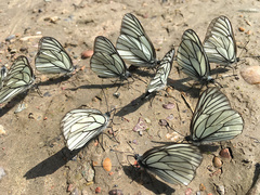 Aporia crataegi