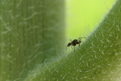 Linepithema humile