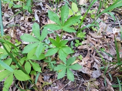 Sanicula marilandica