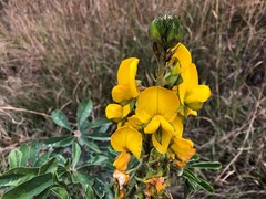 Crotalaria grahamiana