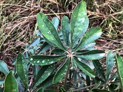 Crotalaria grahamiana