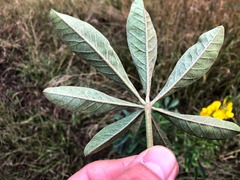 Crotalaria grahamiana