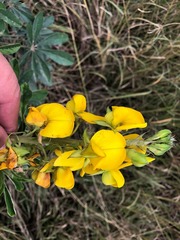 Crotalaria grahamiana