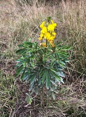 Crotalaria grahamiana
