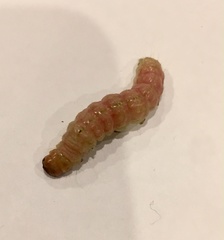 Litoprosopus coachella