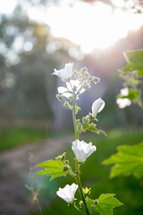 Malva preissiana