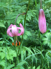 Lilium martagon pilosiusculum